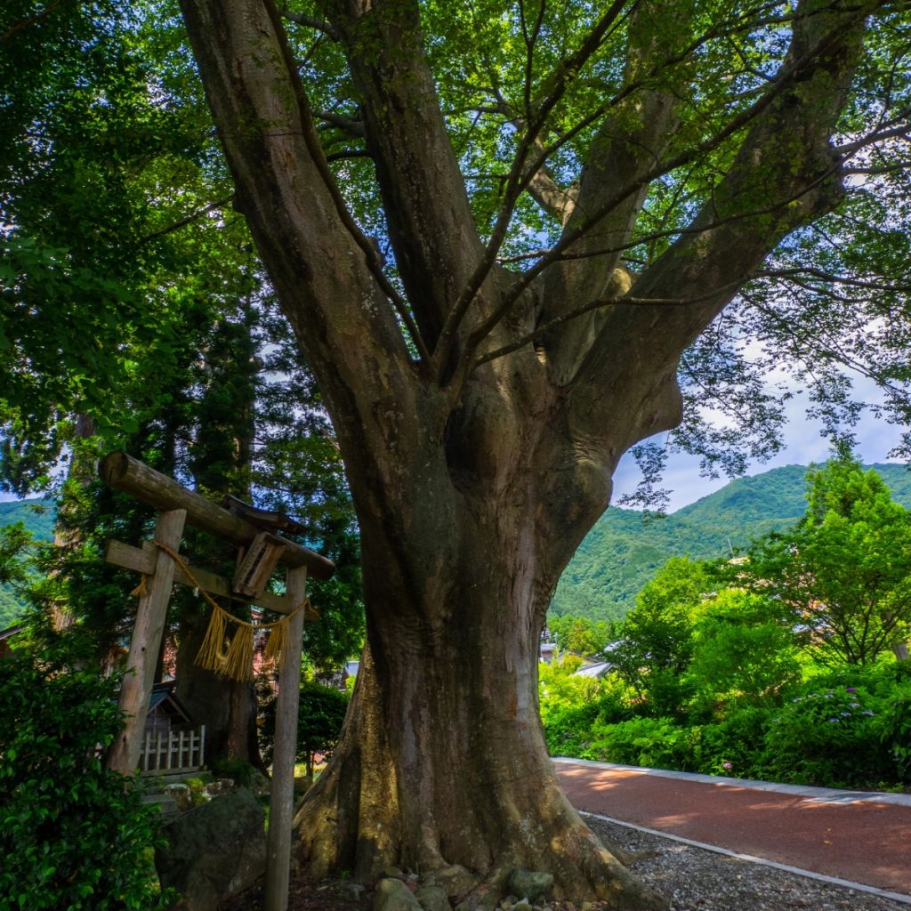 Zelkova serrata