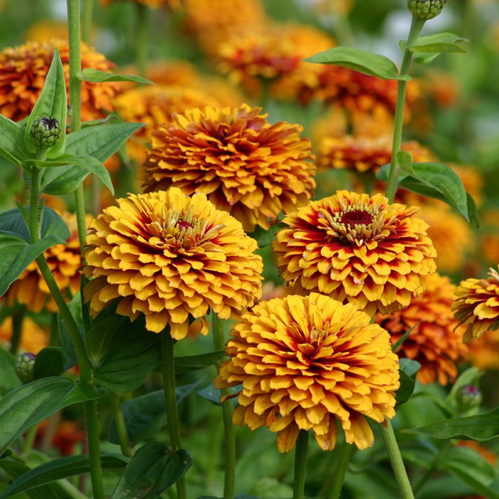 Zínia elegans Macarenia em sementes