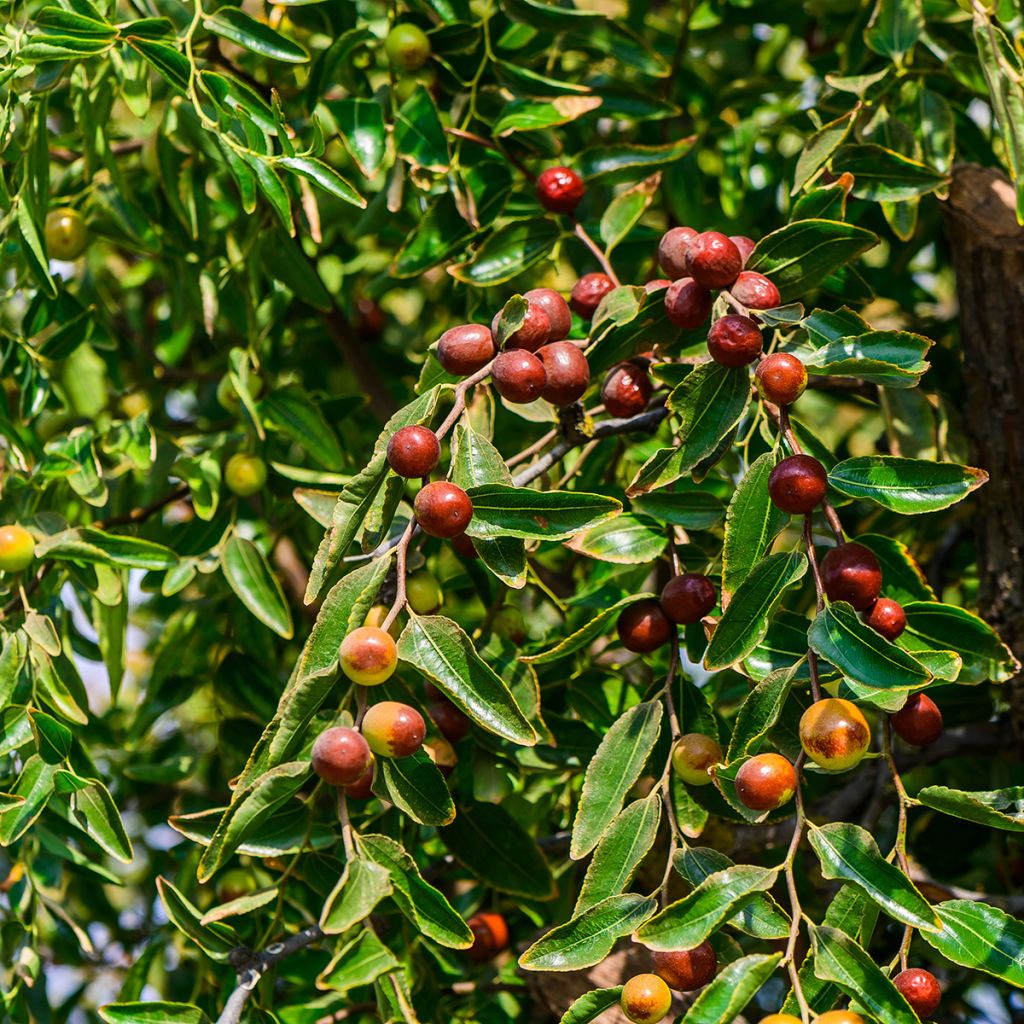 Jujuba / Tâmara chinesa Abundance - Árvore de