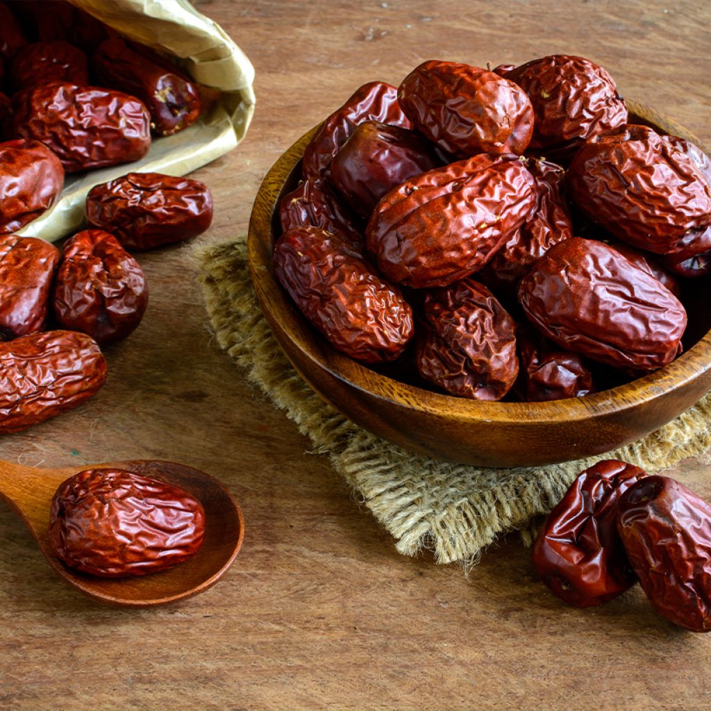 Jujuba / Tâmara chinesa Abundance - Árvore de