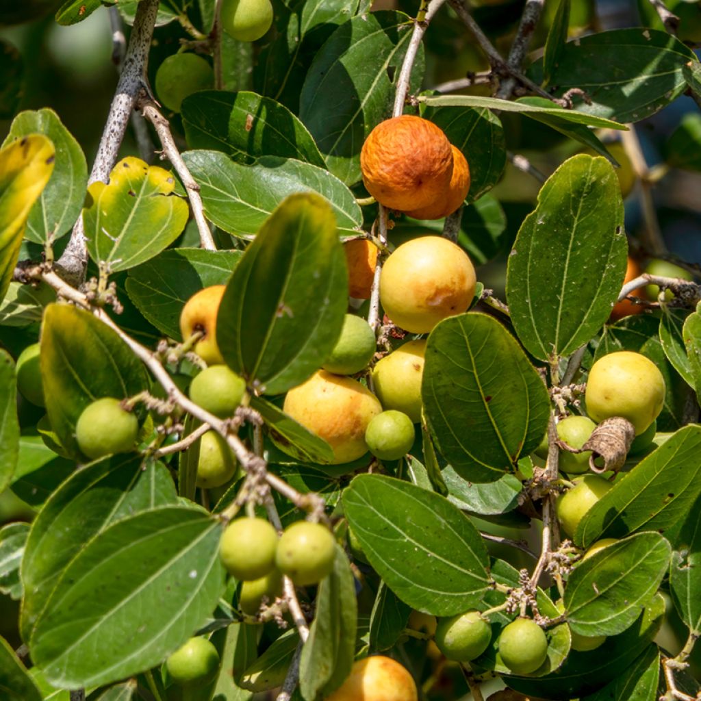 Espinheiro-de-cristo - Ziziphus spina-christi