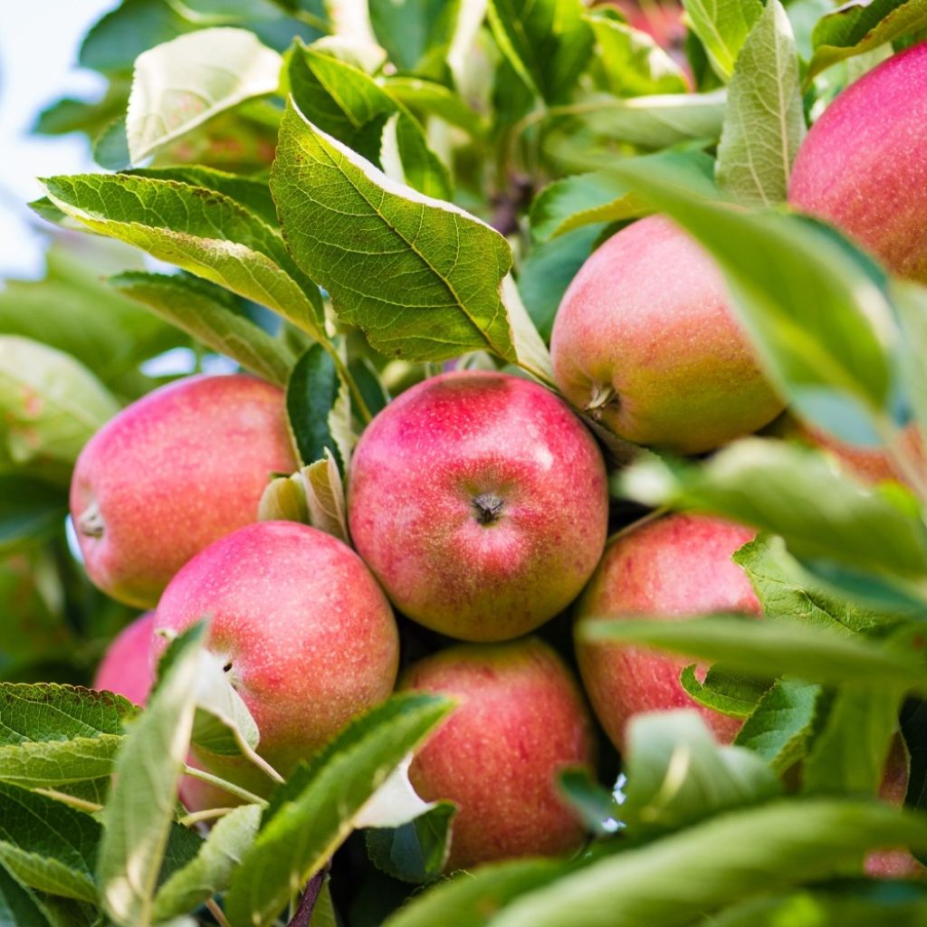 Macieira Royal Gala - Malus domestica