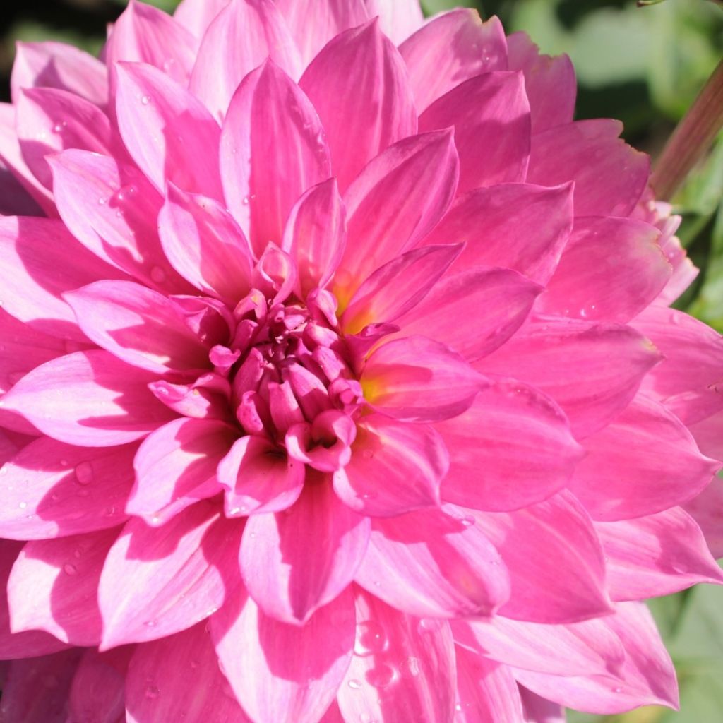 Dália anã Gallery Renoir