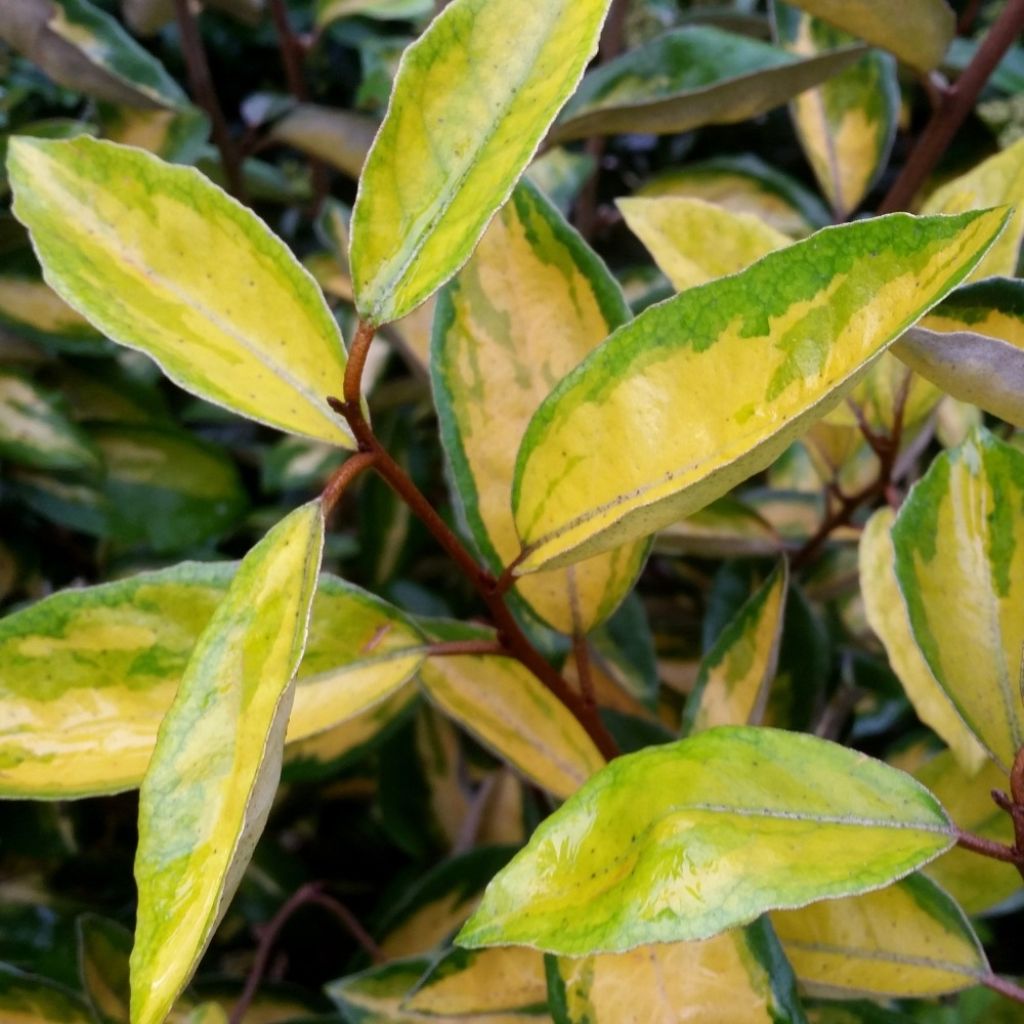 Elaeagnus ebbingei Limelight