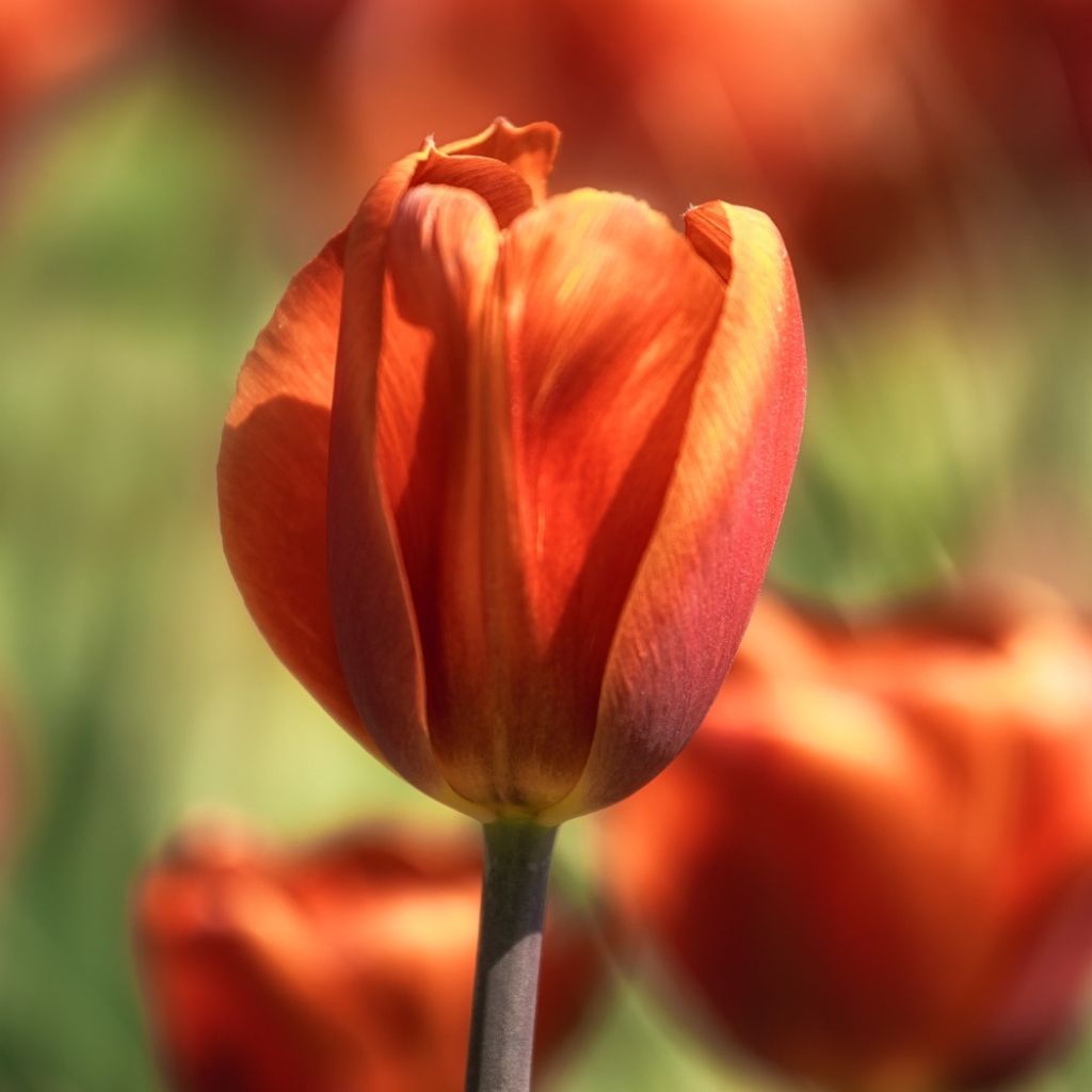 Tulipa Triunfo Brown Sugar