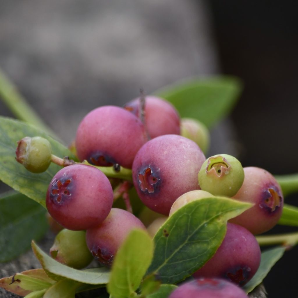Mirtiloeiro Pink Lemonade