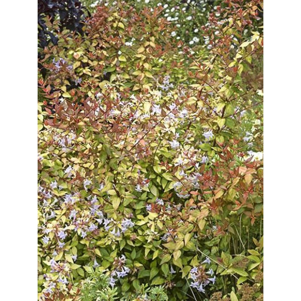 Abélia grandiflora Caramel Charm