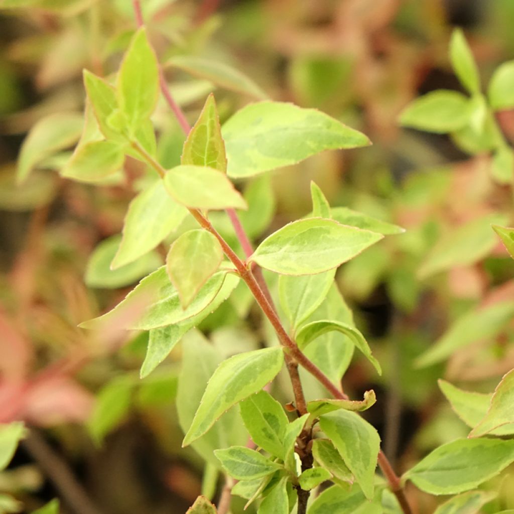 Abélia grandiflora Sunshine Daydream