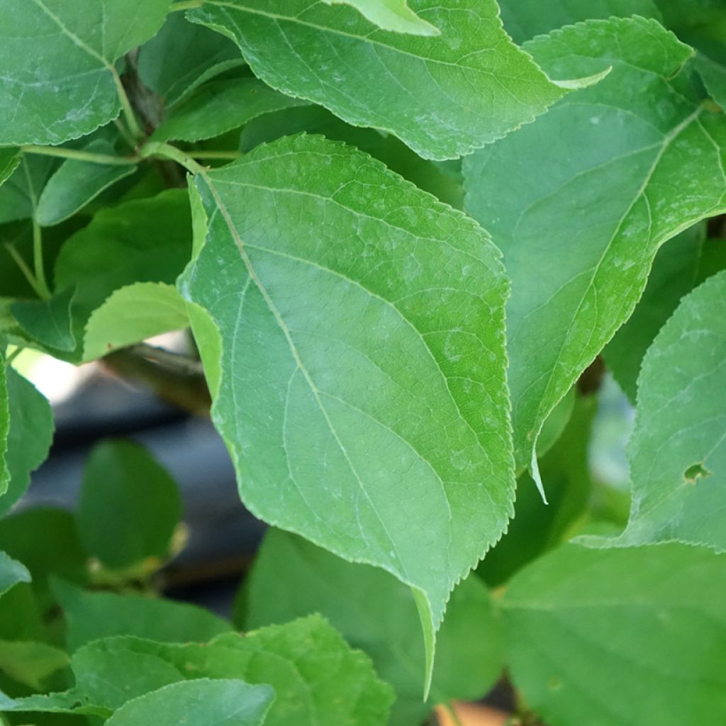 Damasqueiro-anão Nanum - Prunus armeniaca