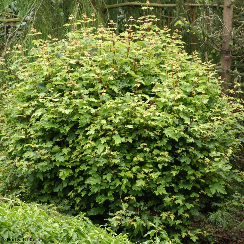 Bordo-comum Nanum - Acer campestre
