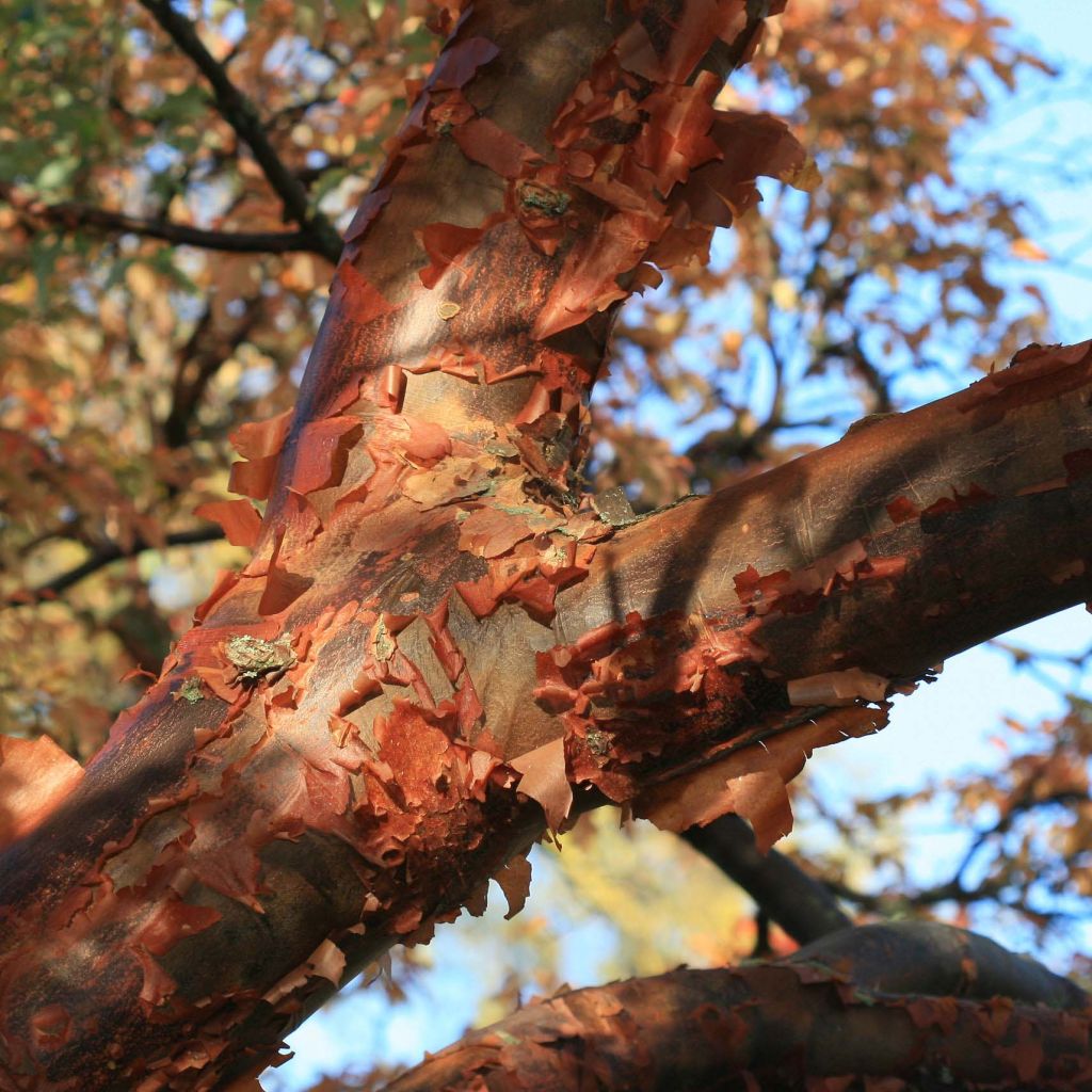 Acer griseum