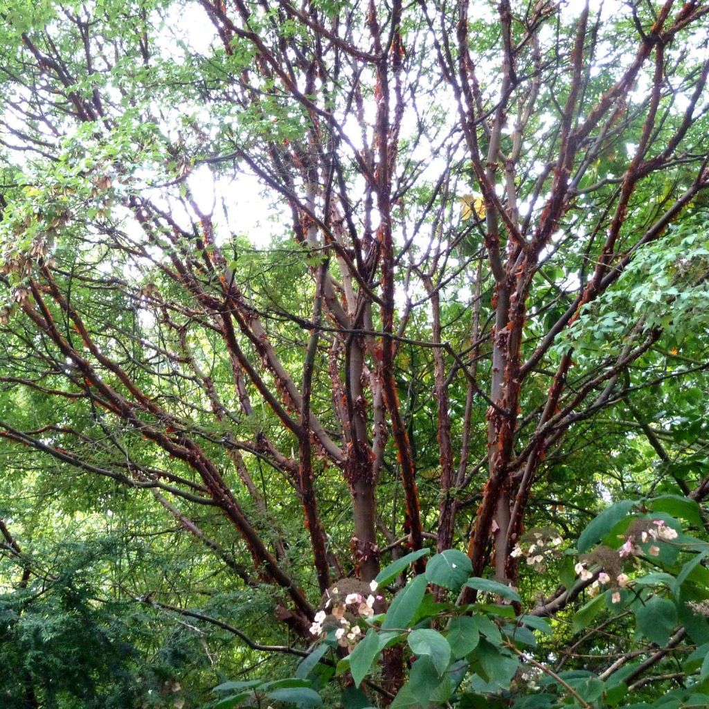 Acer griseum