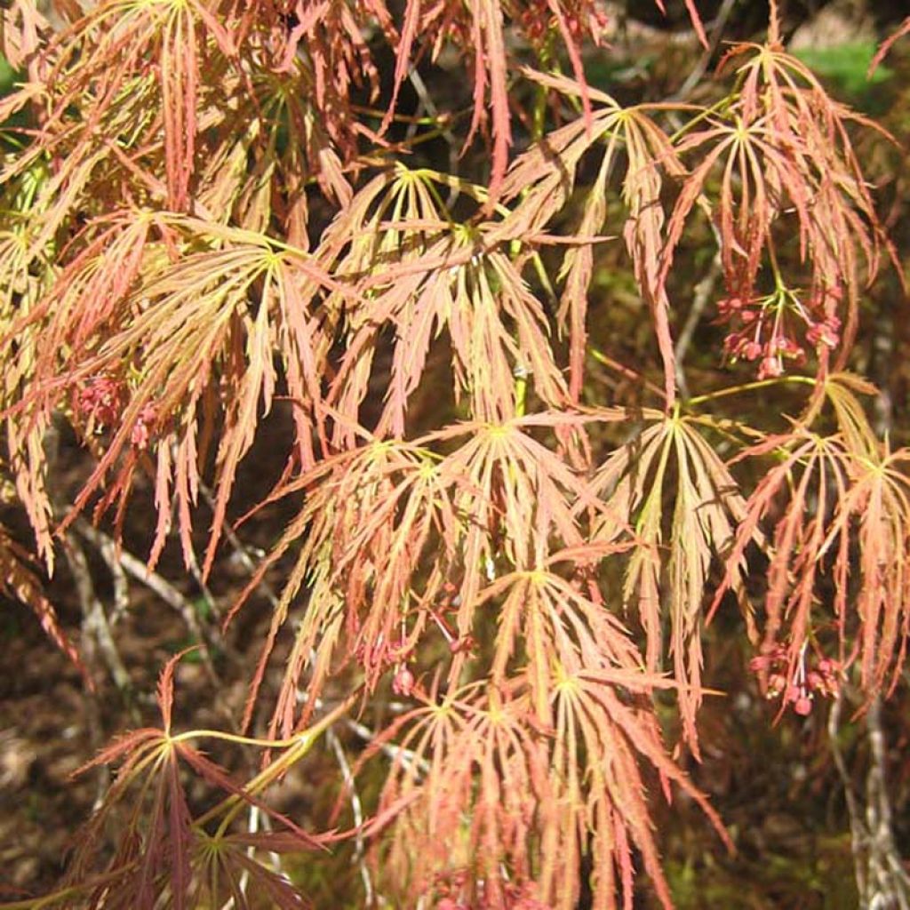 Bordo japonês Dissectum - Acer palmatum