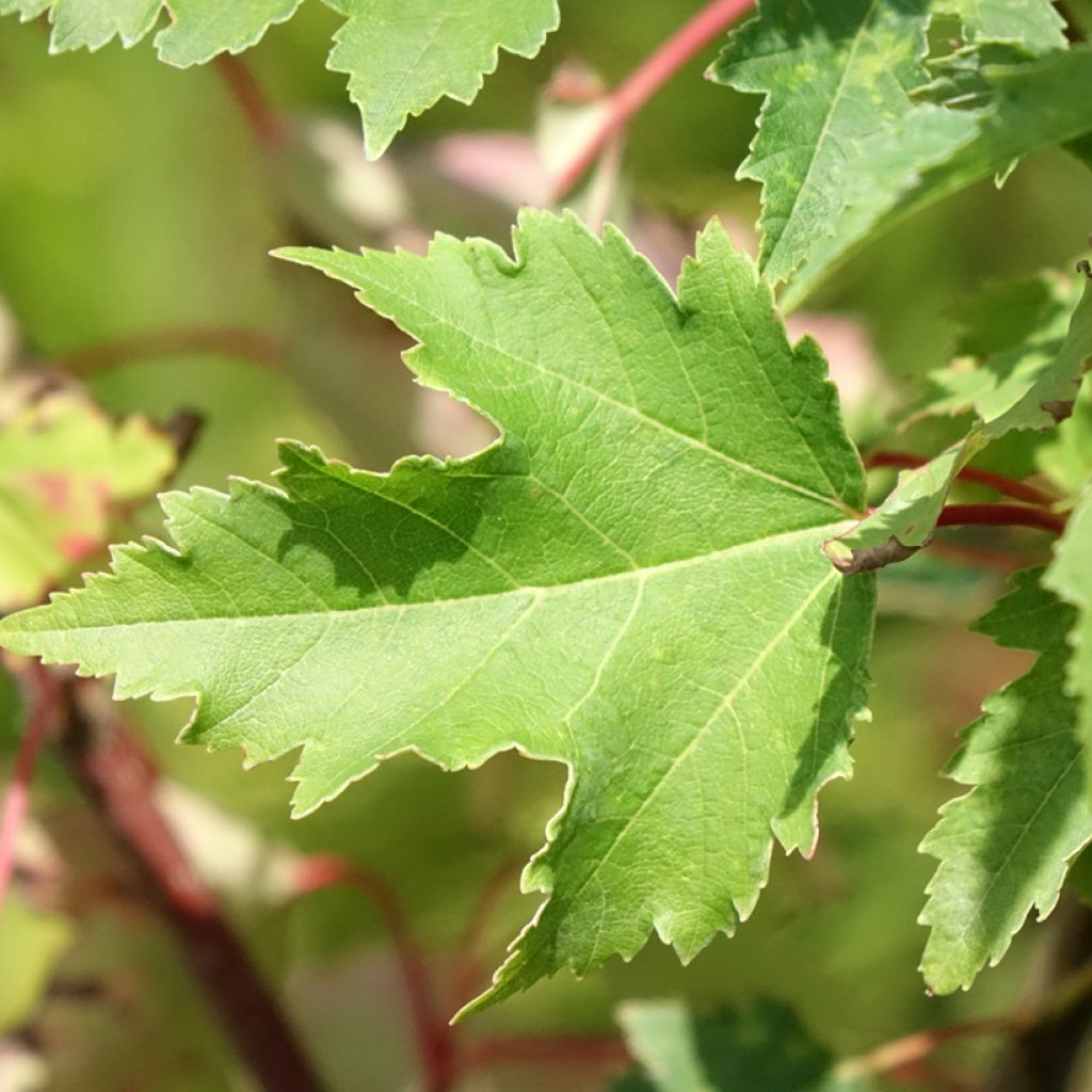 Bordo-vermelho Armstrong Gold - Acer rubrum