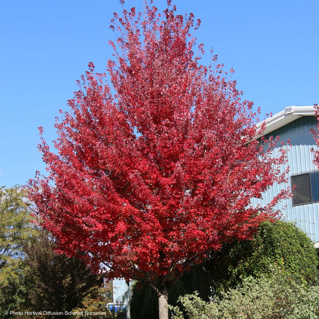 Bordo-vermelho Redpointe - Acer rubrum