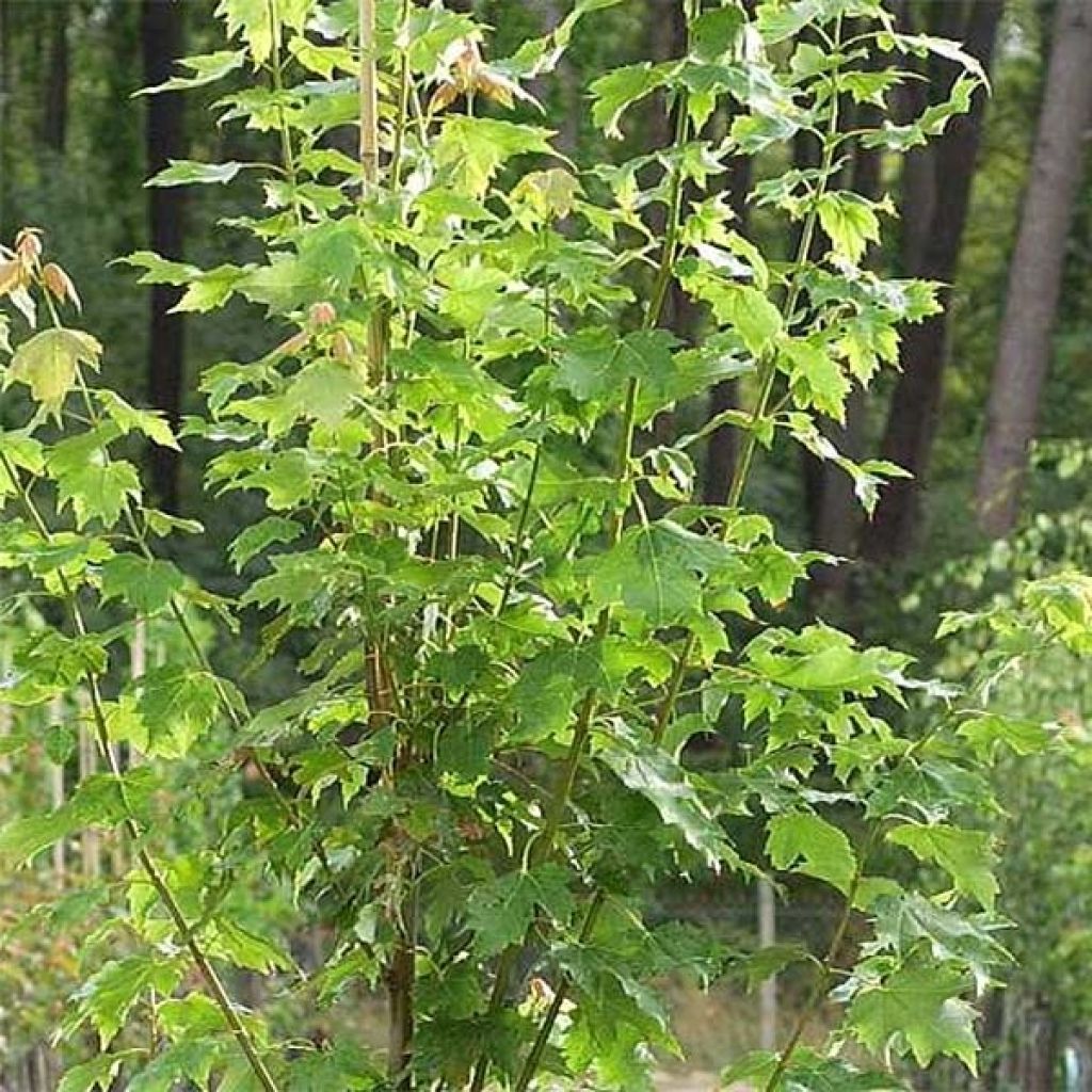 Bordo-vermelho Armstrong - Acer rubrum