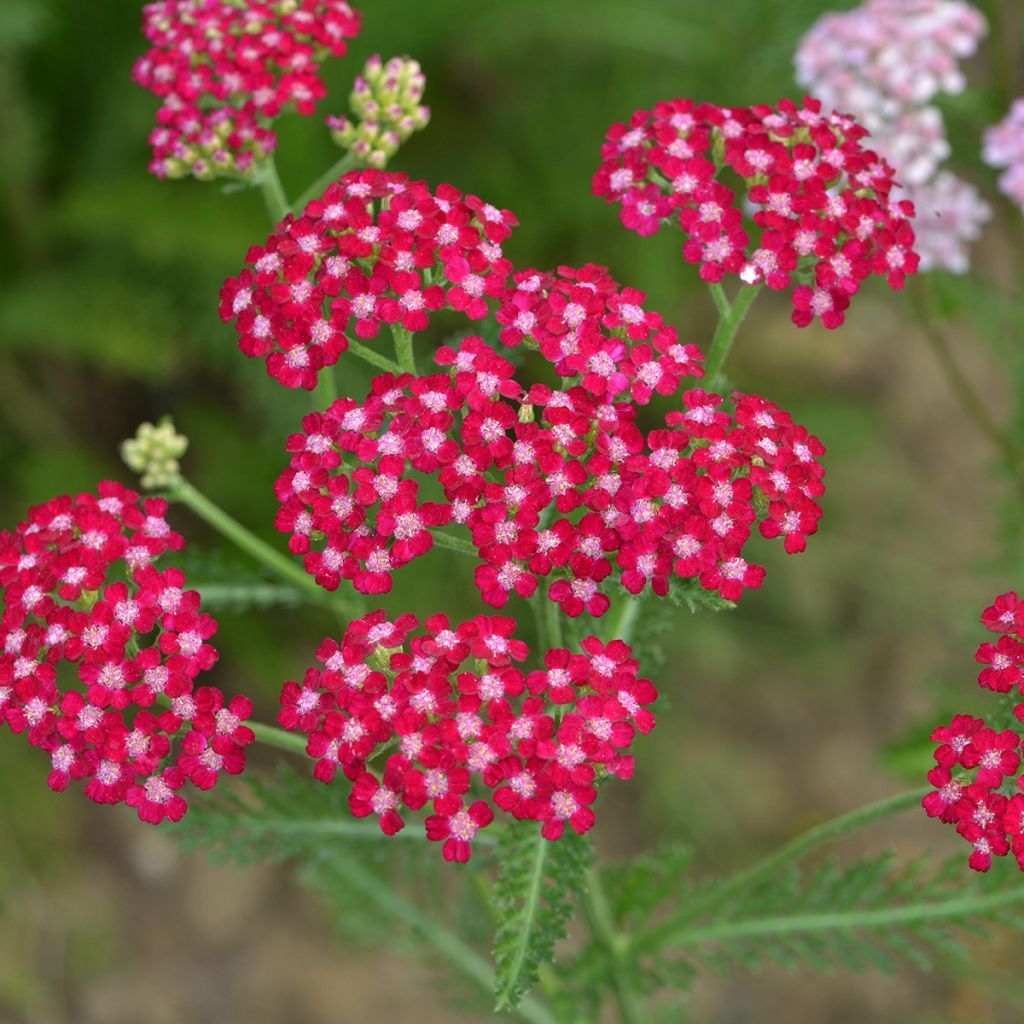 Achillea millefolium Cerise Queen