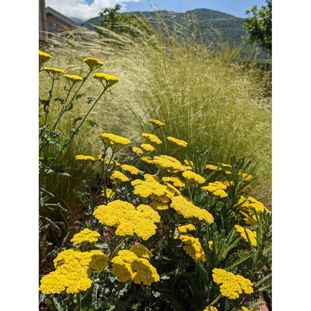 Achillea Little Moonshine