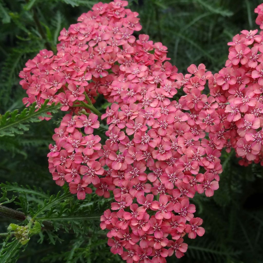 Achillea millefolium Apricot Delight em sementes