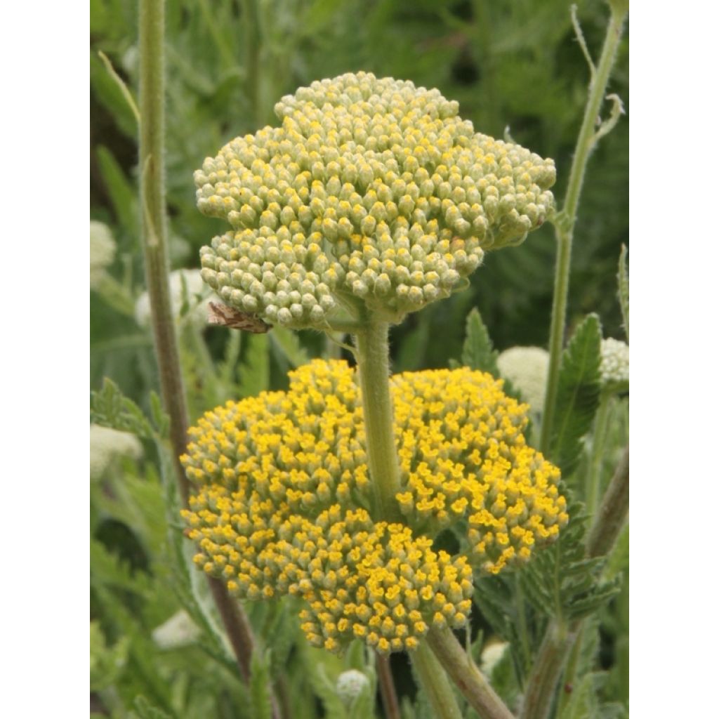 Achillea filipendulina Cloth of Gold