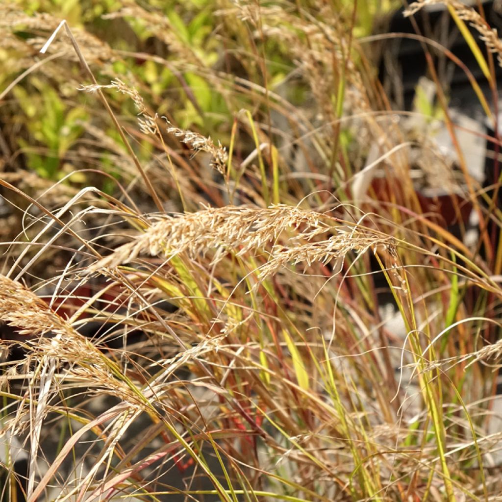 Stipa calamagrostis Allgäu