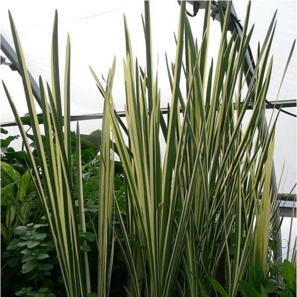 Acorus calamus Variegatus