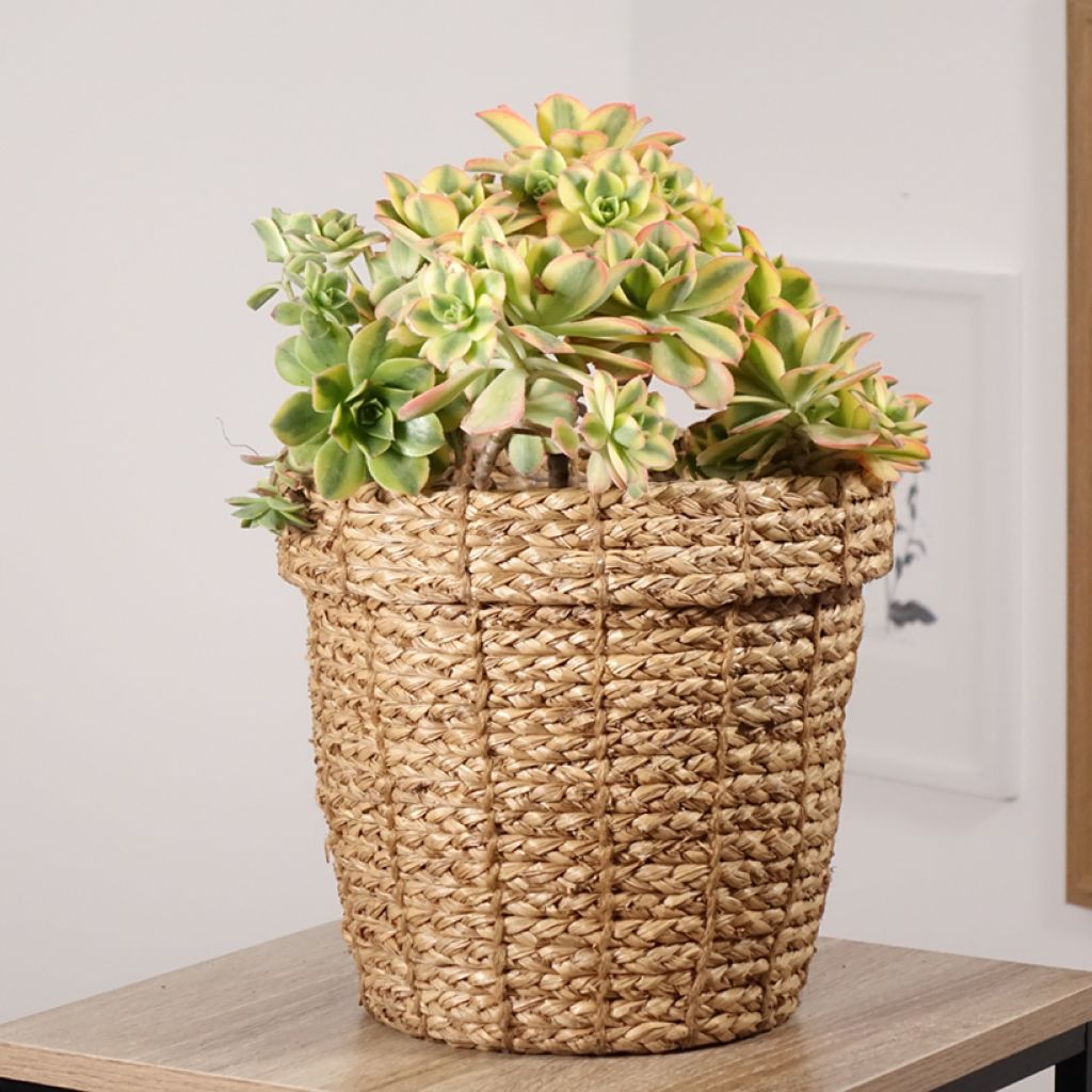 Aeonium haworthii Floresens