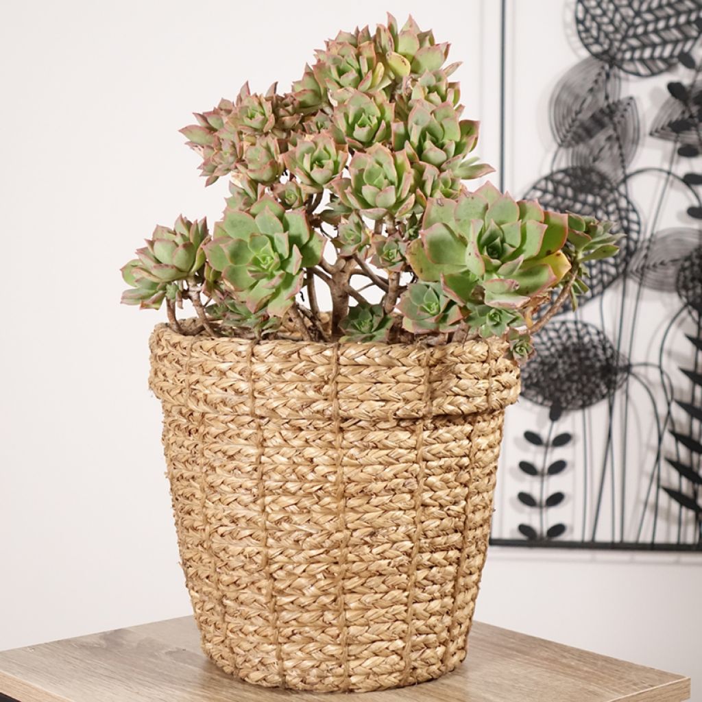 Aeonium Mary Ann Kunkel