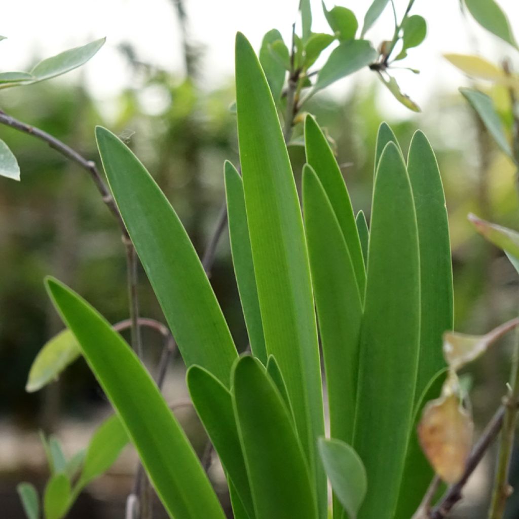 Agapanto Black Buddhist