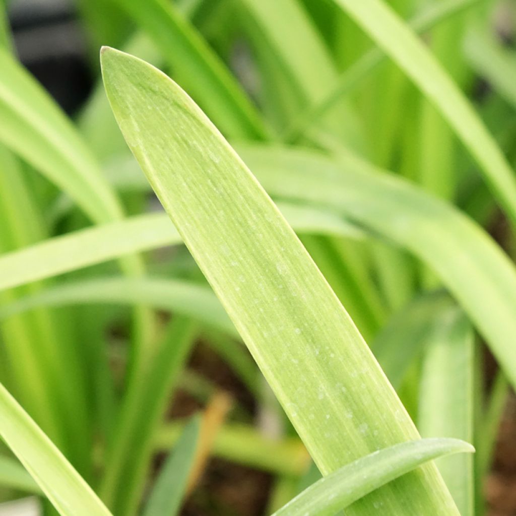 Agapanto Glacier Stream