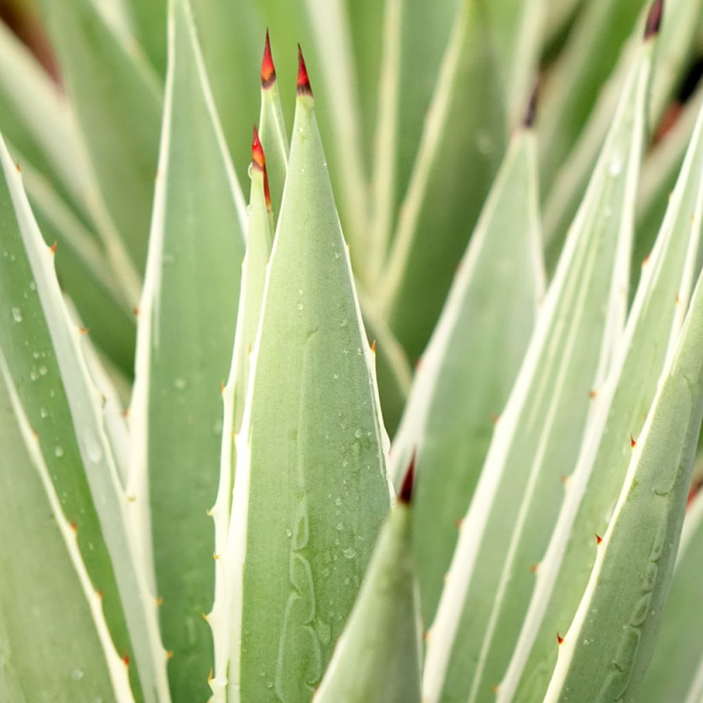 Agave angustifolia Marginata