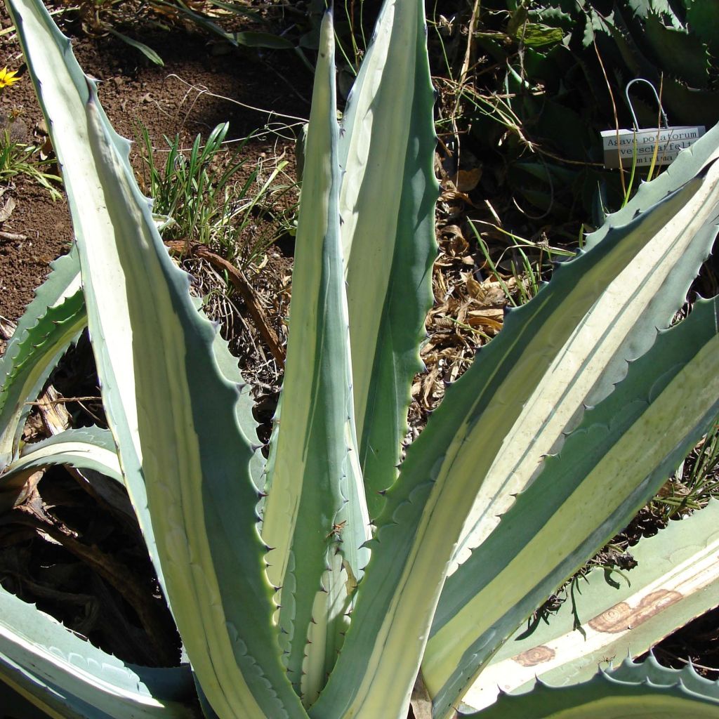 Agave americana Mediopicta Alba