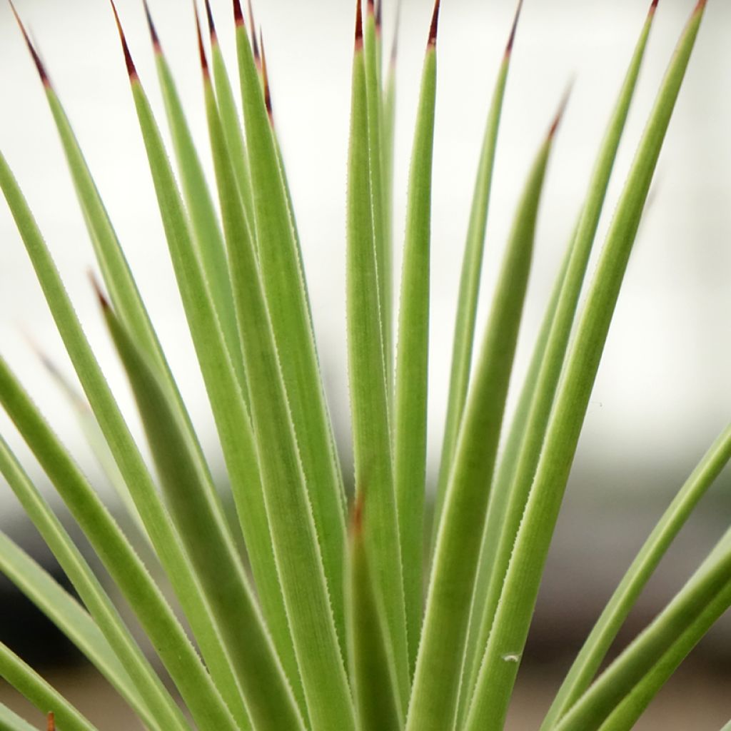 Agave stricta Nana