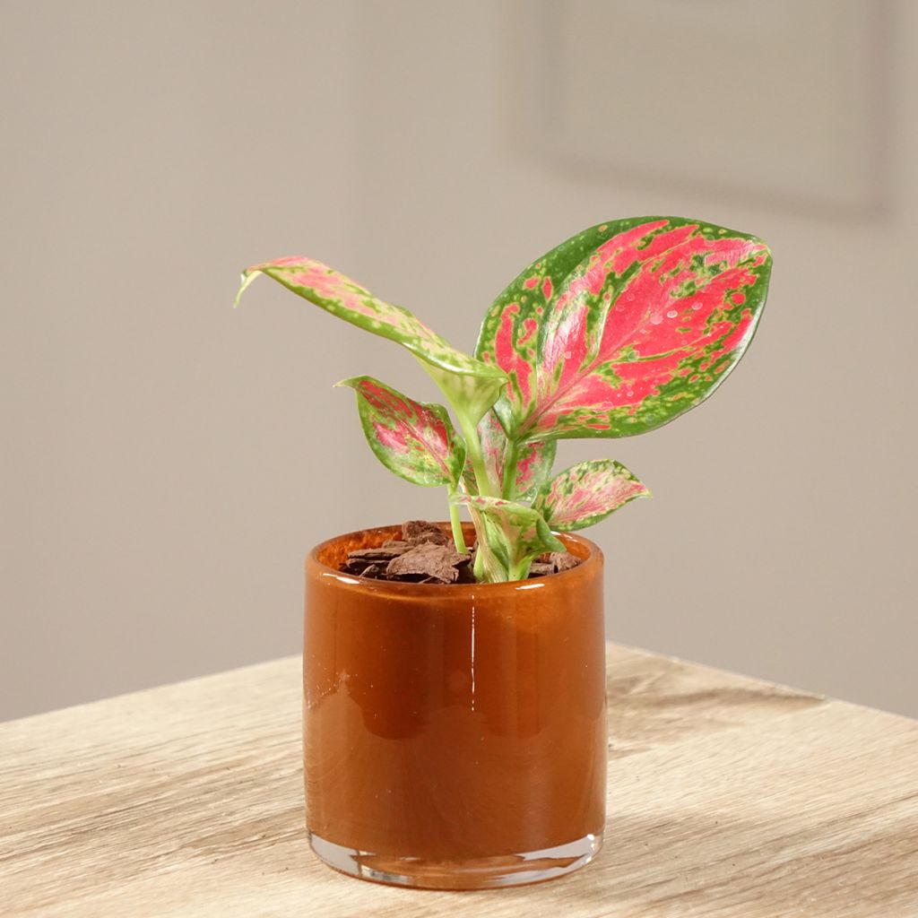 Aglaonema commutatum Red Dragon