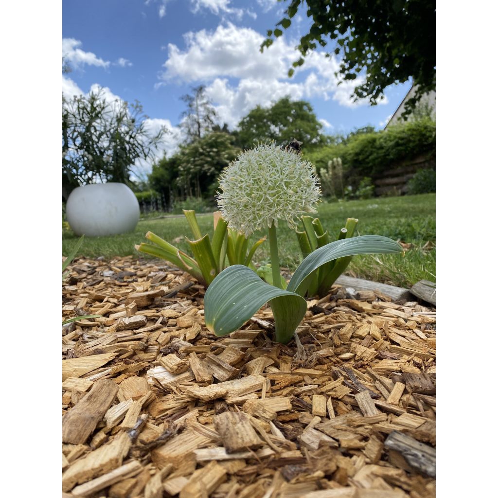 Allium karataviense Ivory Queen