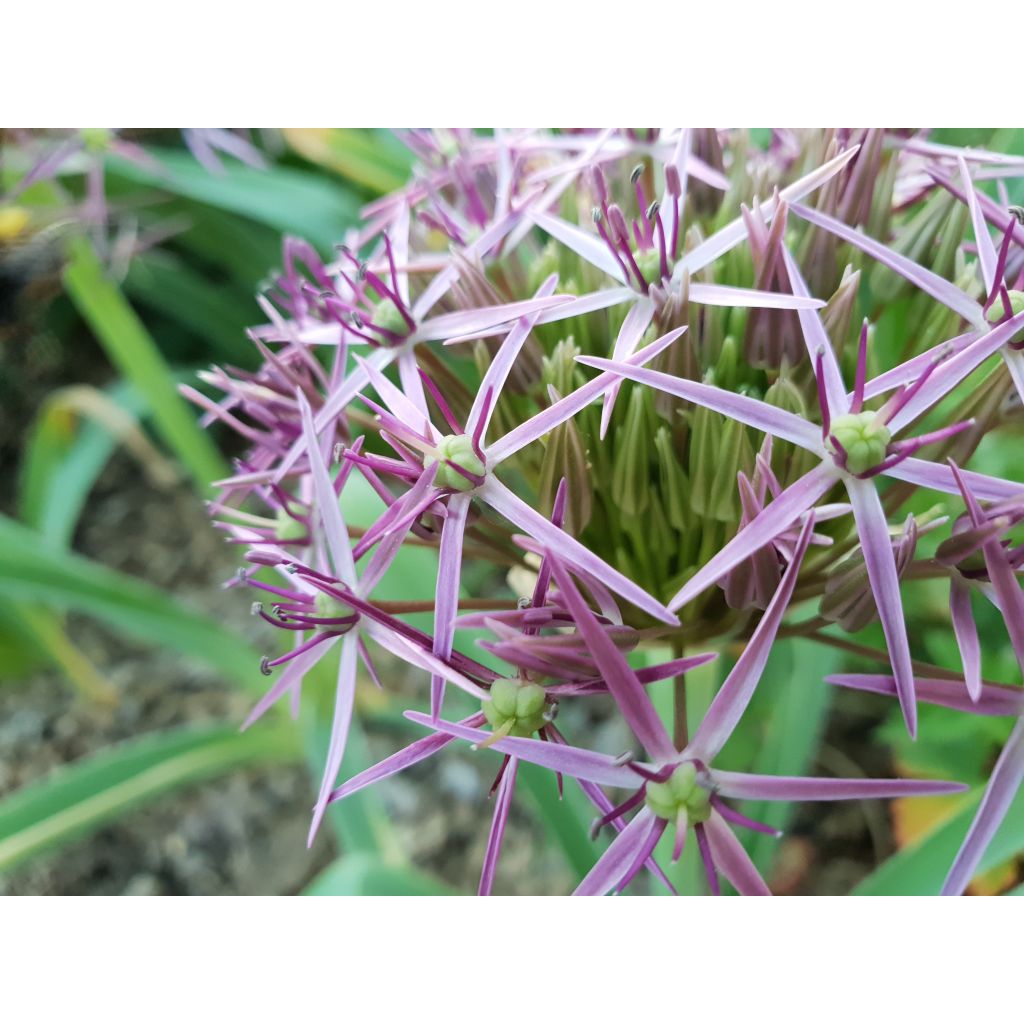 Allium christophii em sementes