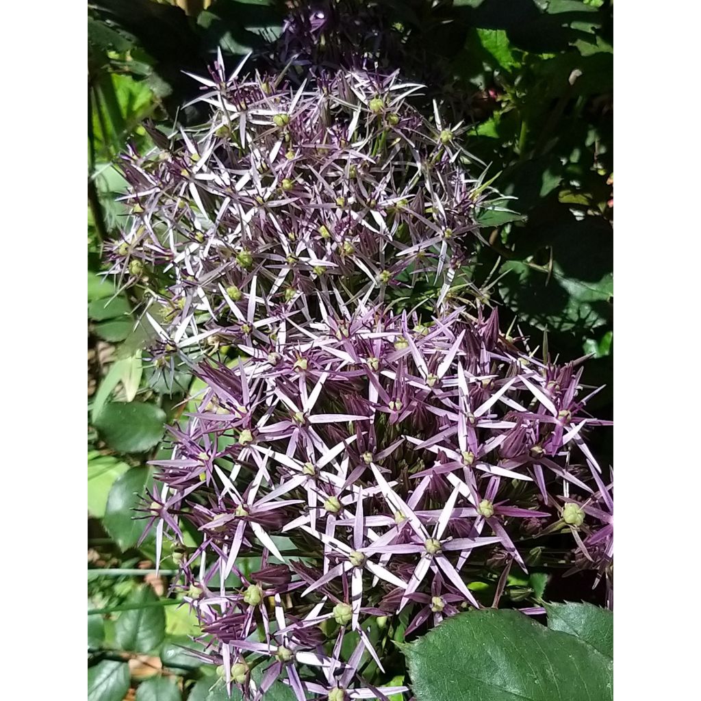 Allium christophii em sementes