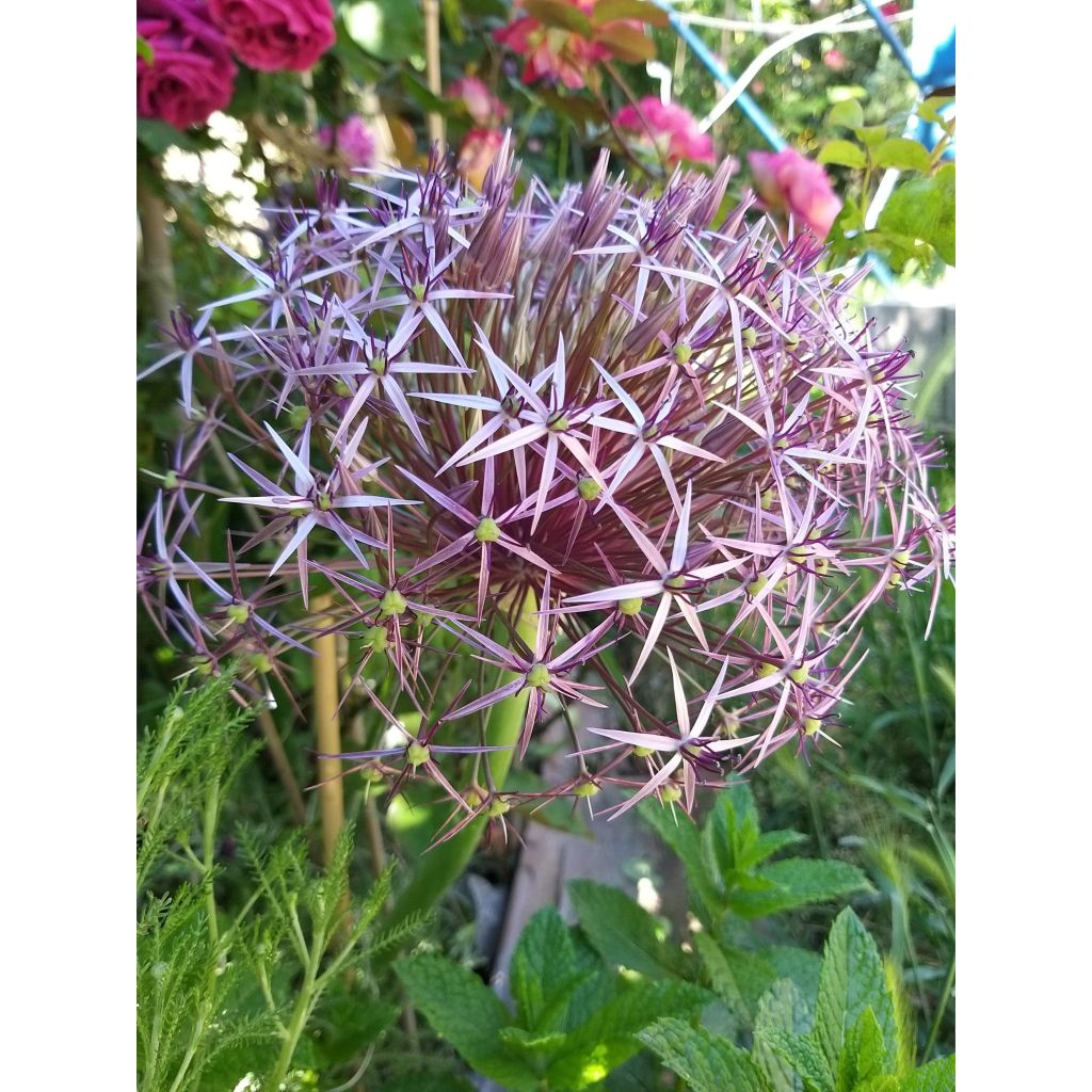 Allium christophii em sementes