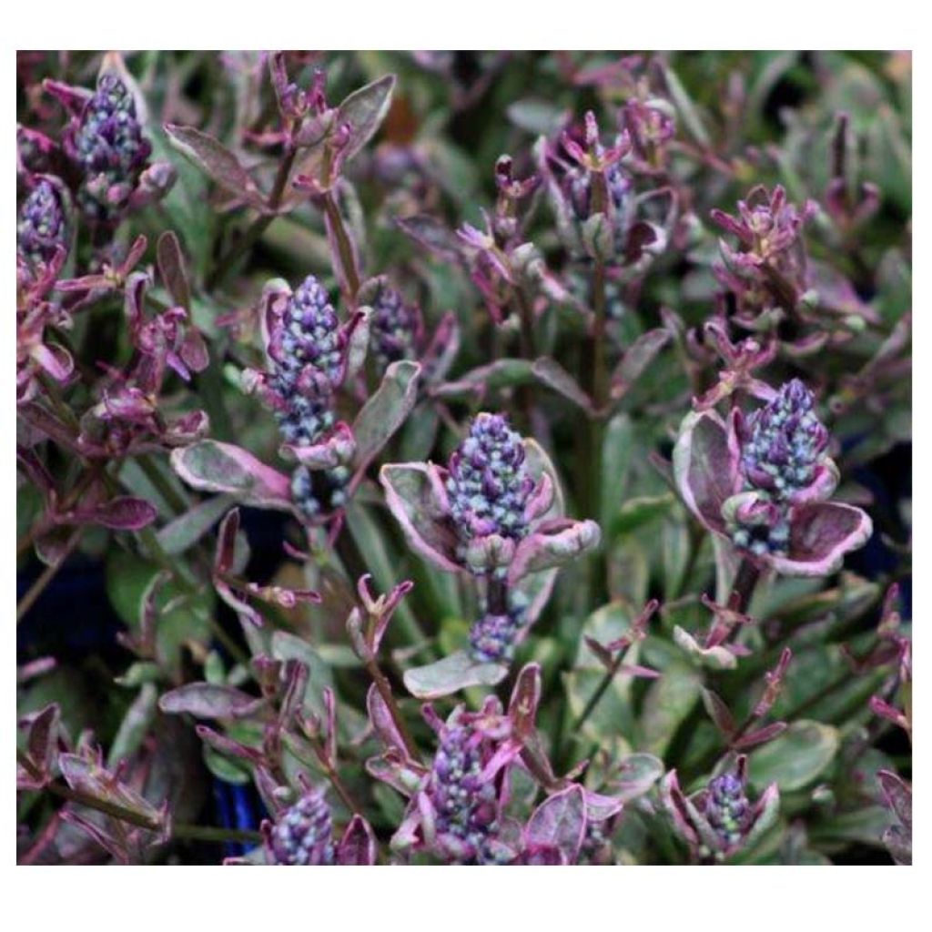 Ajuga tenorii Dixie Chip