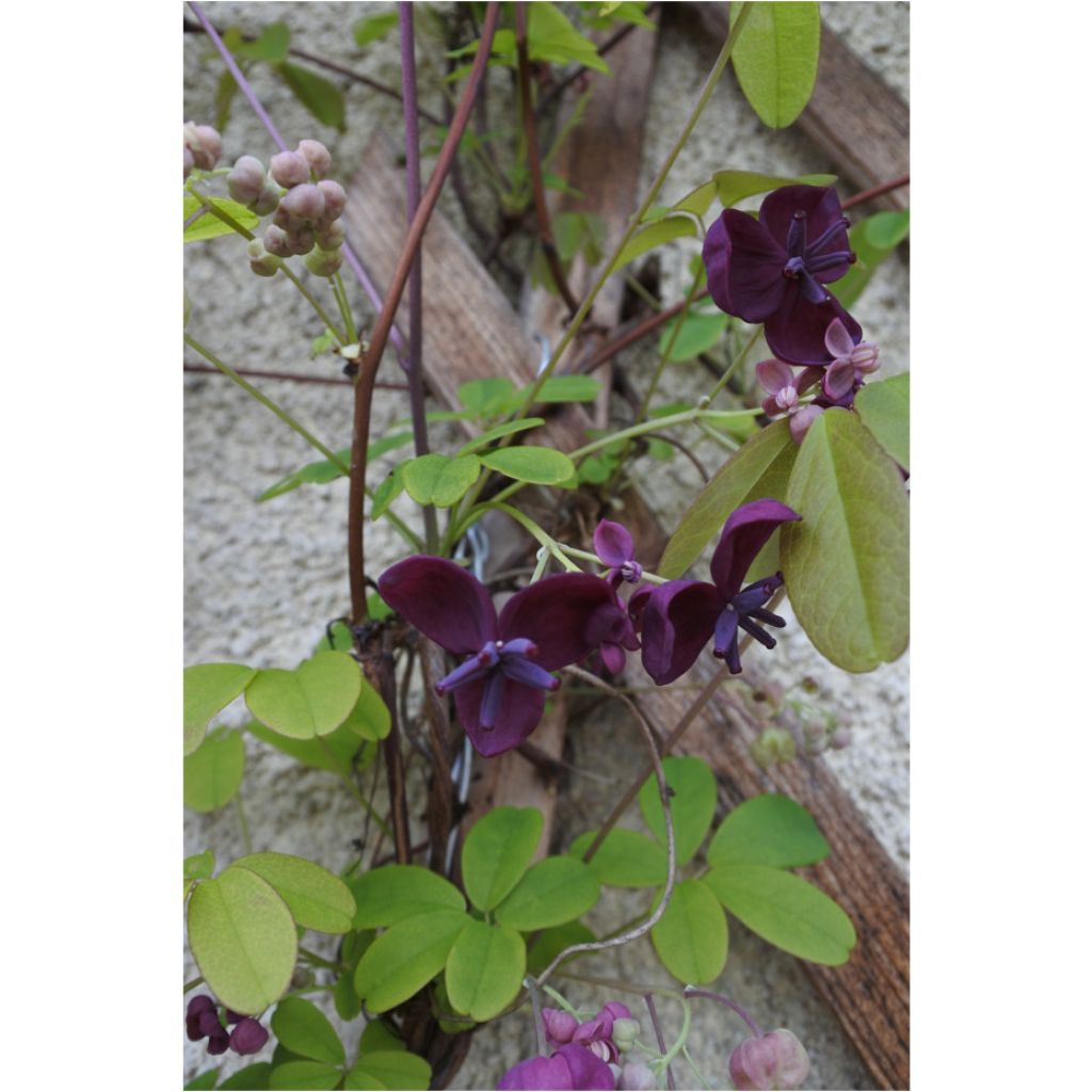 Akebia quinata