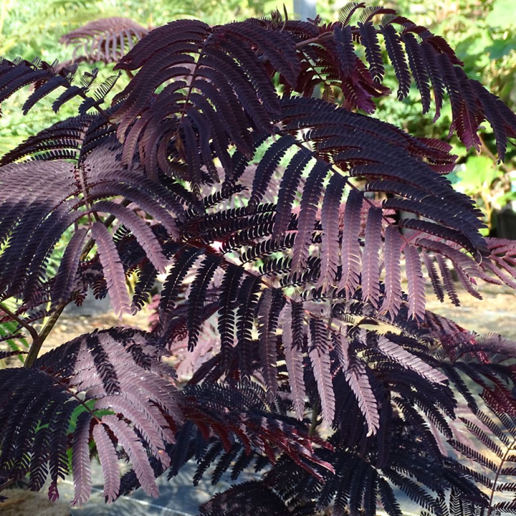Albizia julibrissin Summer Chocolate