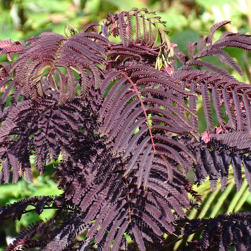 Albizia julibrissin Summer Chocolate