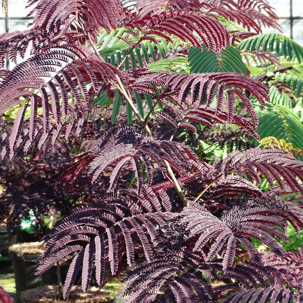 Albizia julibrissin Summer Chocolate