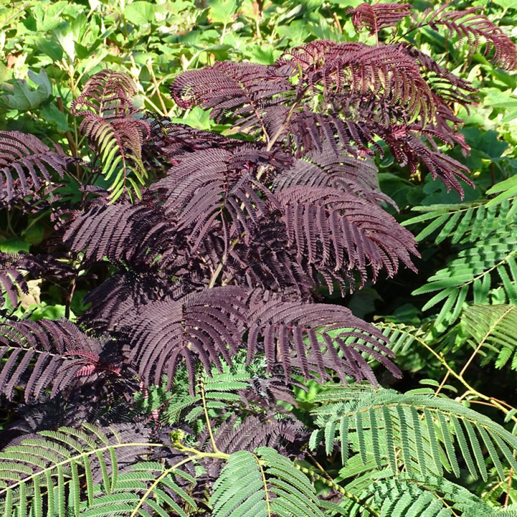 Albizia julibrissin Summer Chocolate