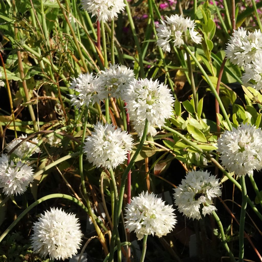 Allium Graceful