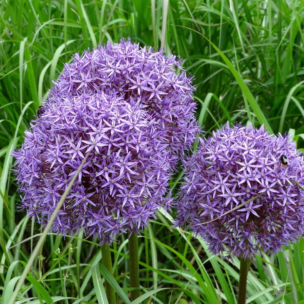 Allium Globemaster em sementes