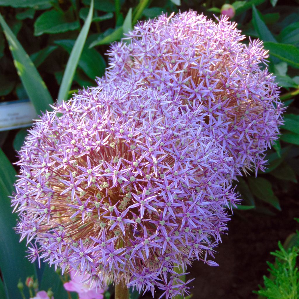 Allium Globemaster em sementes