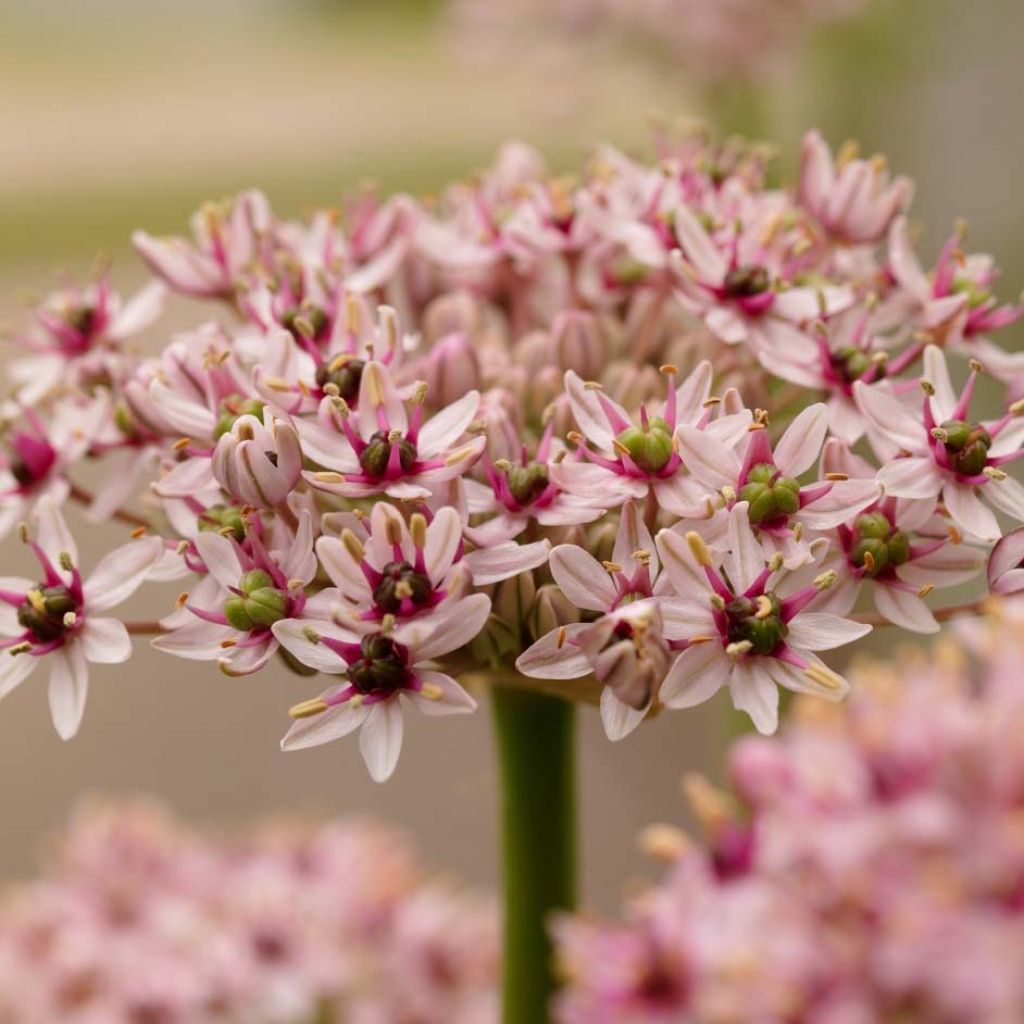 Allium Red Eye em sementes