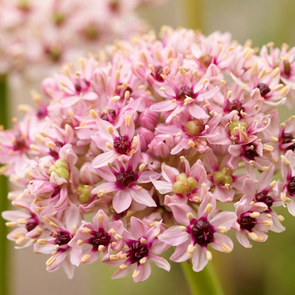Allium Red Eye em sementes