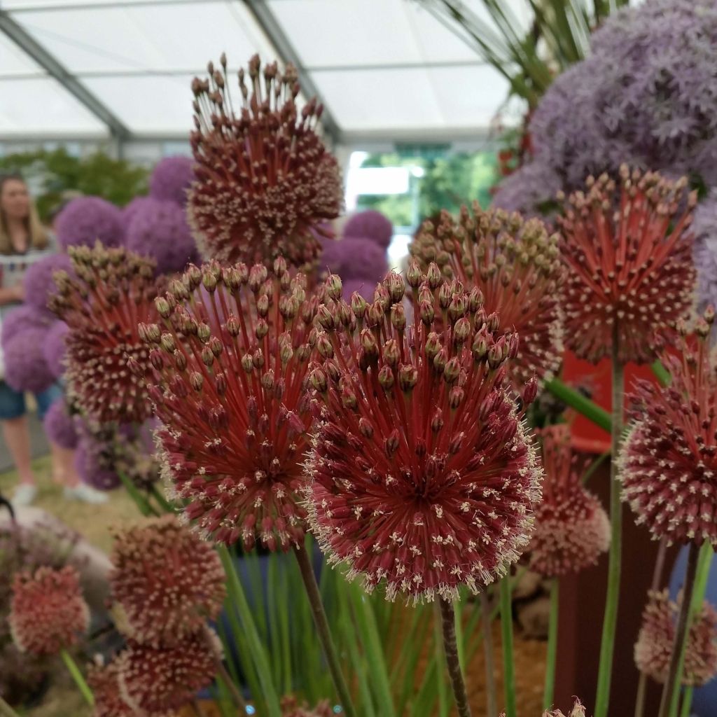 Allium Red Mohican